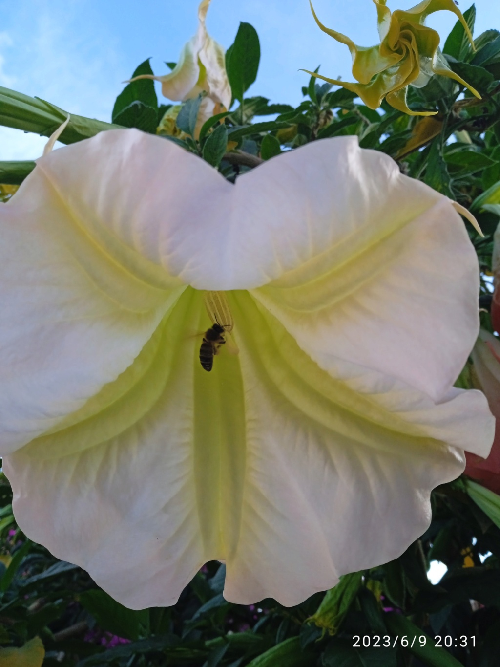 Brugmansia - le genre - Page 16 Img_2385