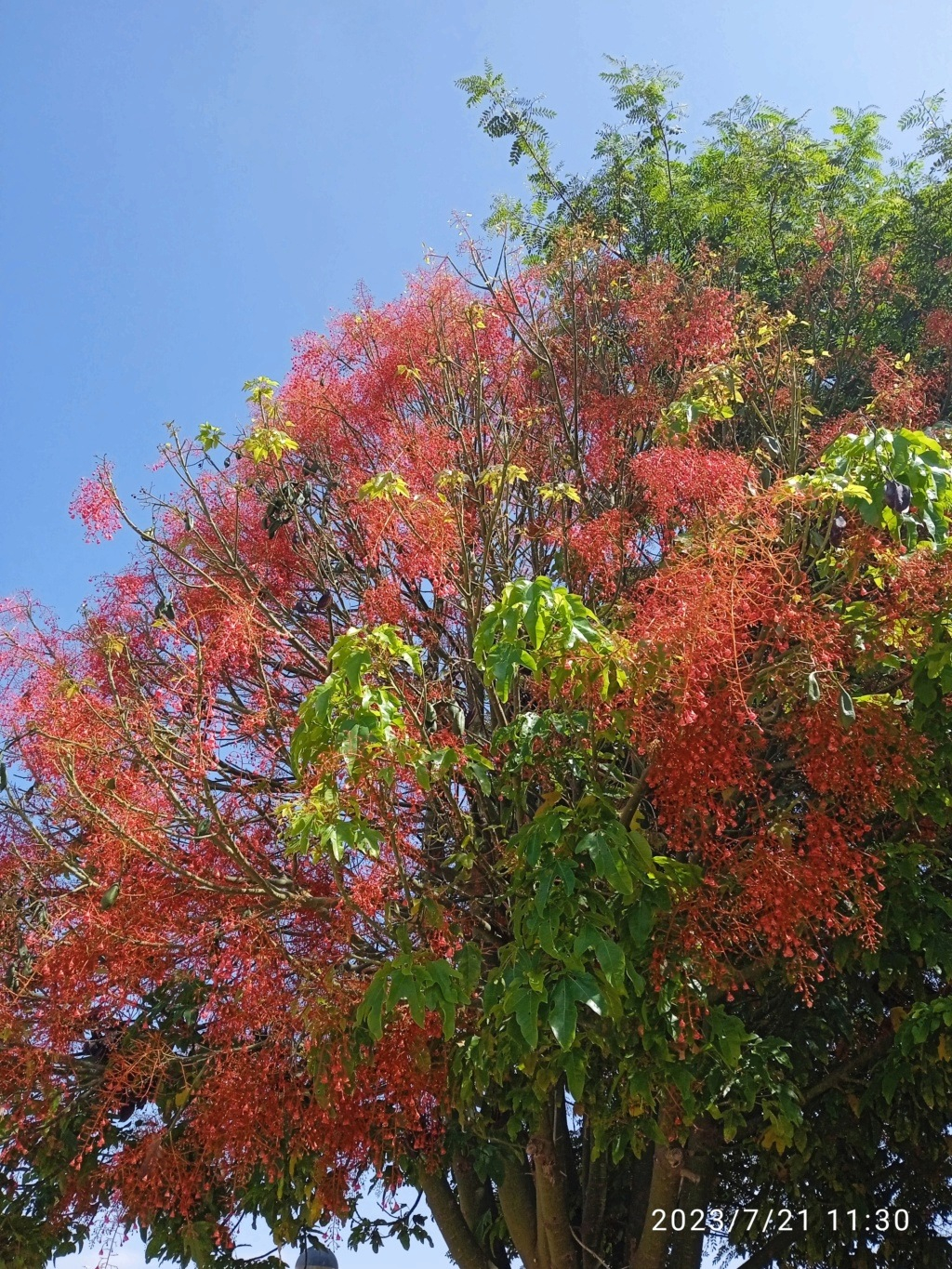 Brachychiton acerifolius - Page 2 Img_2444