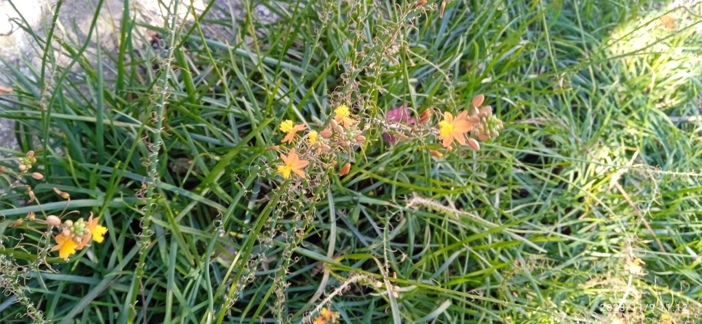 Bulbine frutescens - Page 4 Img_2497