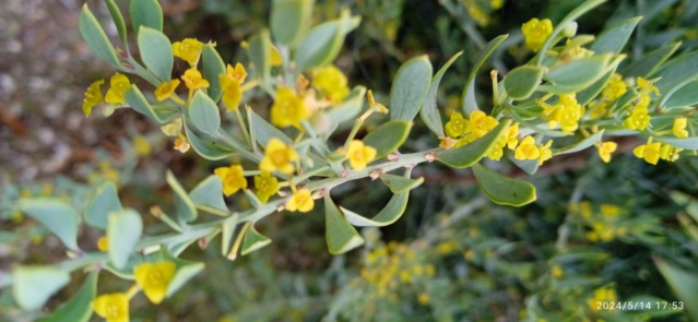 Identification arbuste sauvage et crassula - Osyris lanceolata & Aeonium Img_2583