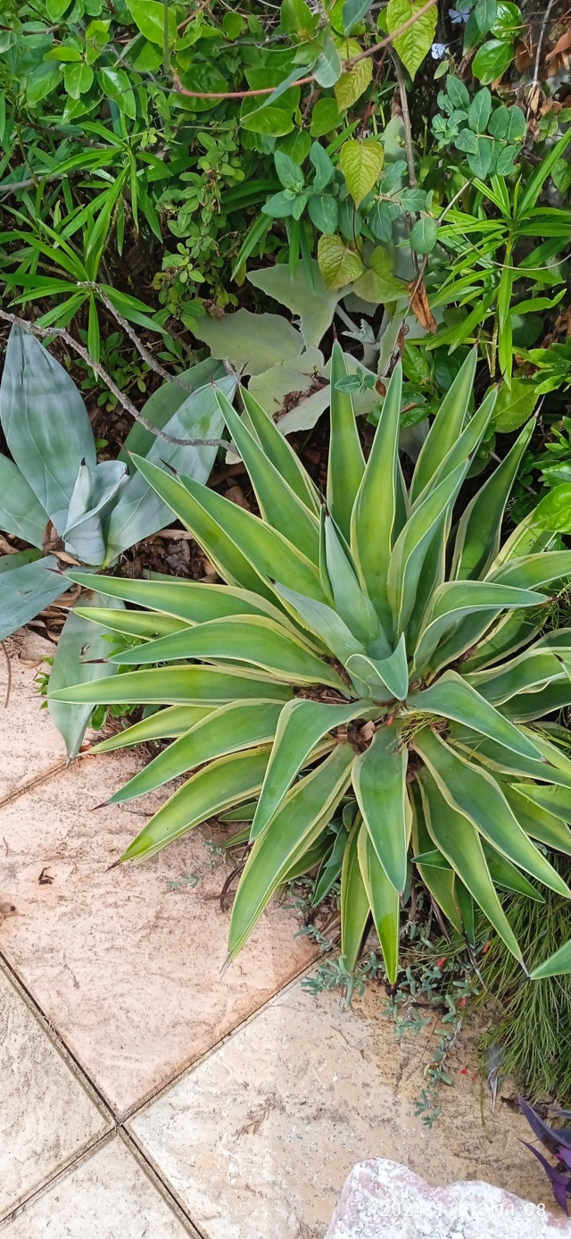 Agave desmetiana 'Variegata' [Identification] Img_2637