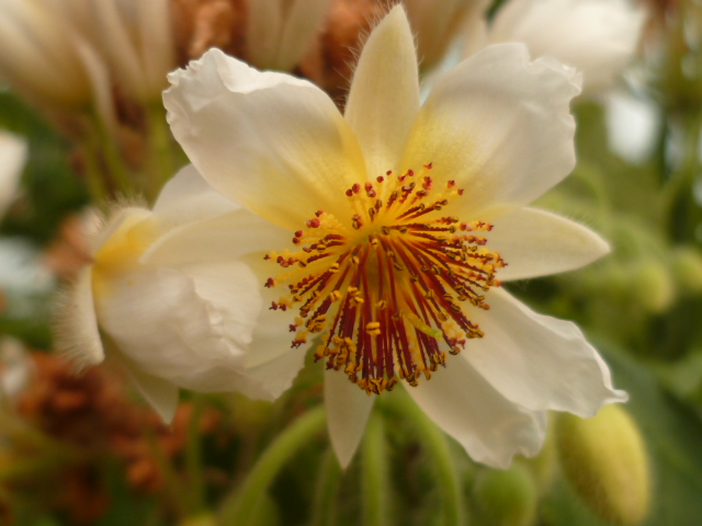 Sparmannia africana - tilleul d'appartement [Identification] Inconu15