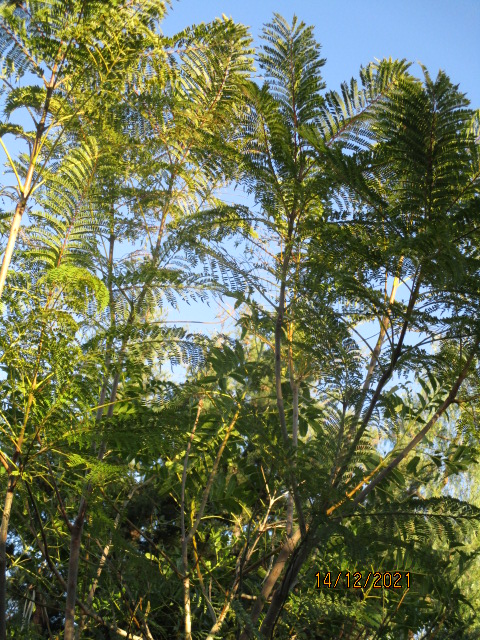 Jacaranda mimosifolia - Page 4 Jacara20
