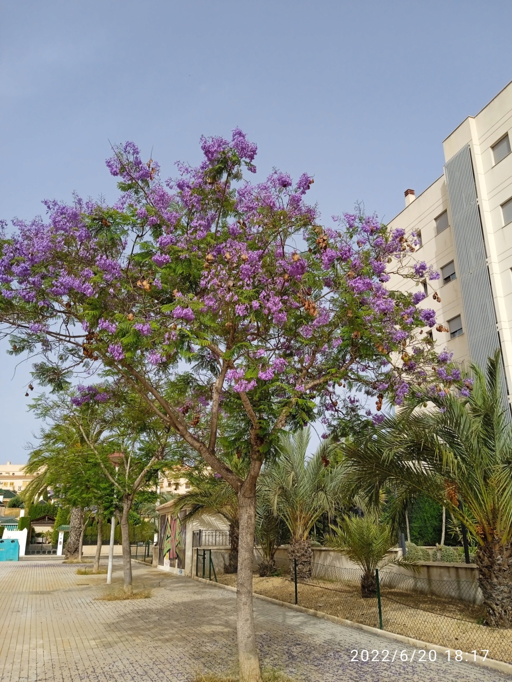 Jacaranda mimosifolia - Page 5 Jacara29