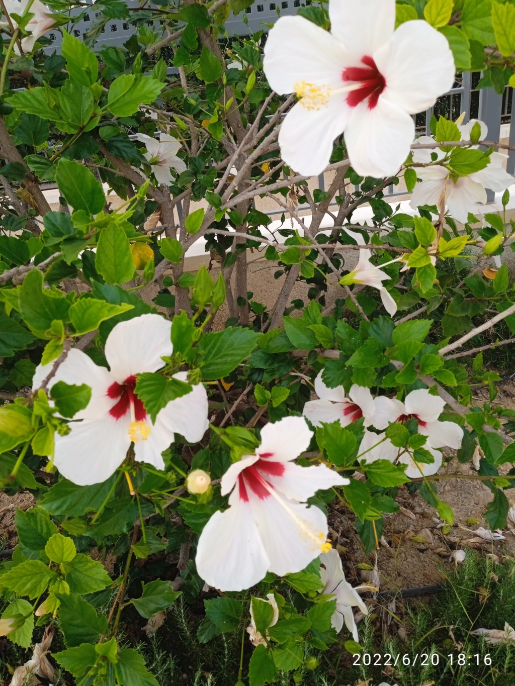 Hibiscus rosa-sinensis  Jacara33