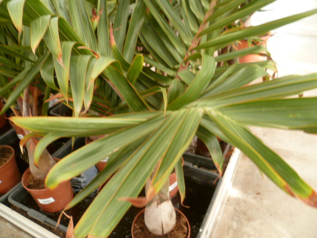 Hyophorbe lagenicaulis - palmier bonbonne Jardin18