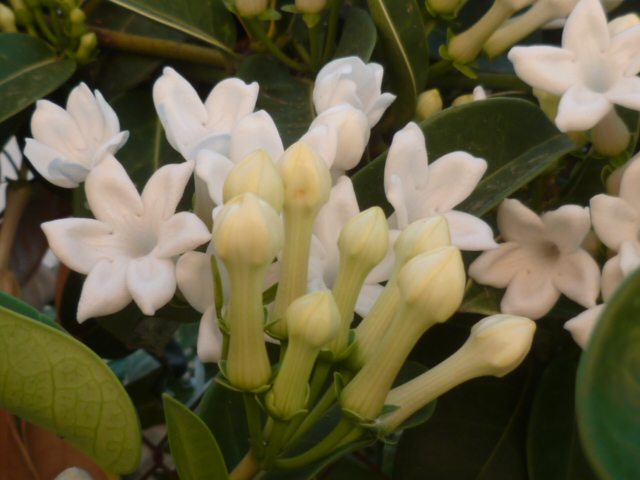 Stephanotis floribunda - jasmin de Madagascar - Page 2 Jasmin15