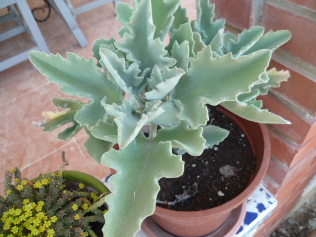 Kalanchoe 'Oak Leaf' - Page 2 Justic23