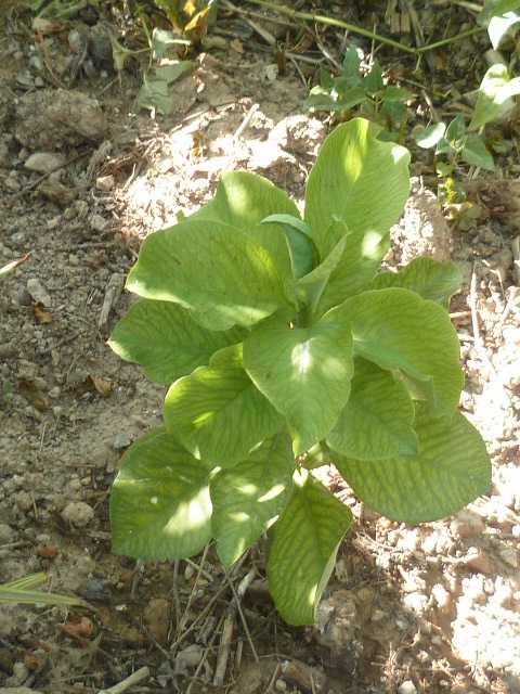 synadenium - Euphorbia umbellata (= Synadenium umbellatum) - Page 3 Justic28