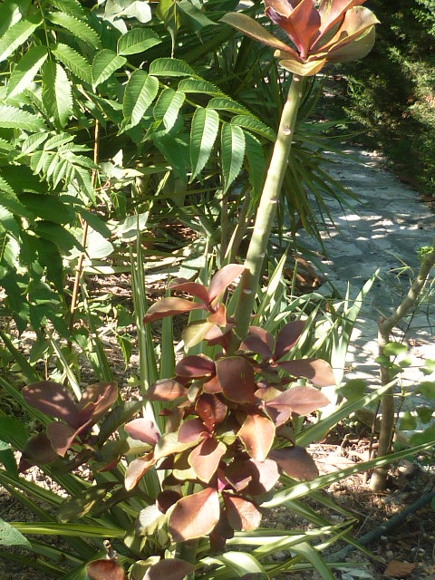 synadenium - Euphorbia umbellata (= Synadenium umbellatum) - Page 3 Justic29