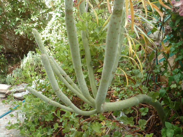 Kleinia neriifolia (= Senecio kleinia) - Page 3 Kleini12