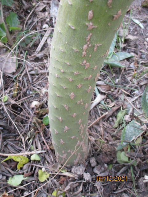 Kleinia neriifolia (= Senecio kleinia) - Page 4 Kleini18