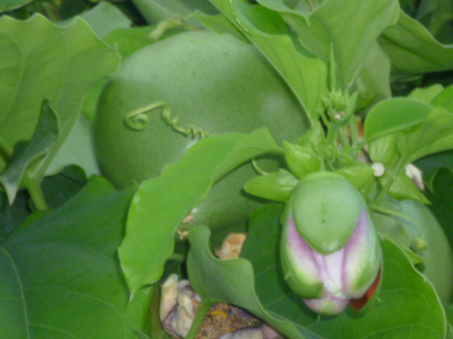 Passiflora quadrangularis et son hybride x Decaisnea La_vil14