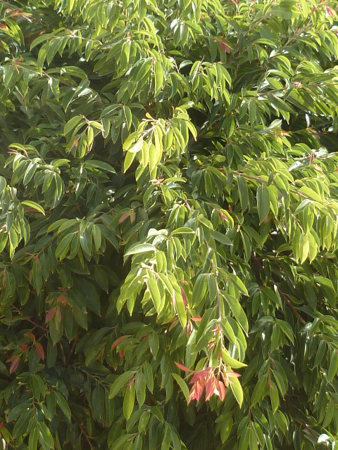 Ficus maclellandii Laguna14