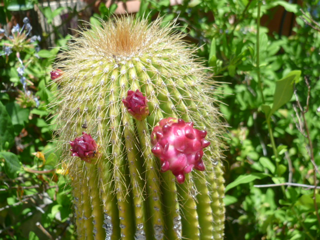 Neobuxbaumia polylopha Neobux10