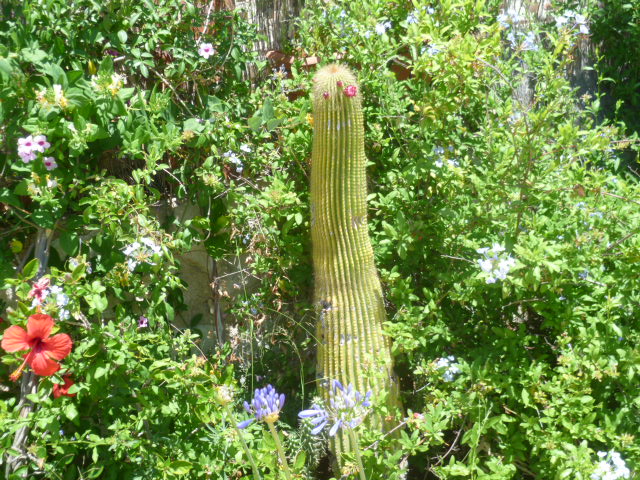 Neobuxbaumia polylopha Neobux11