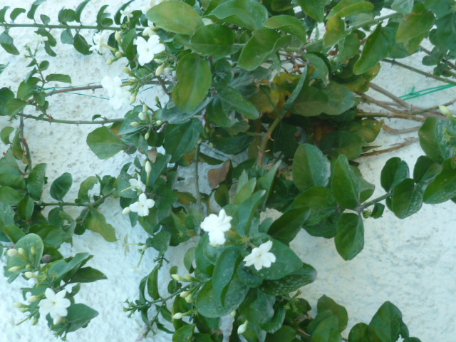 Jasminum sambac P1100510