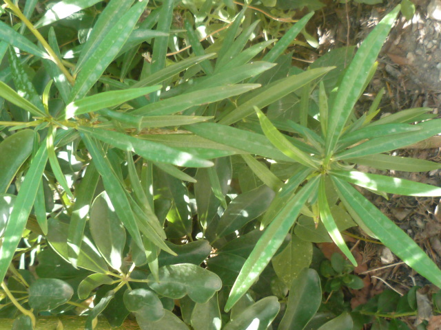 Cascabela thevetia (= Thevetia peruviana) P1100519