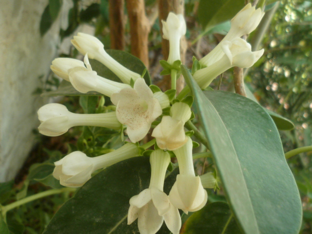 Stephanotis floribunda - jasmin de Madagascar P1100621