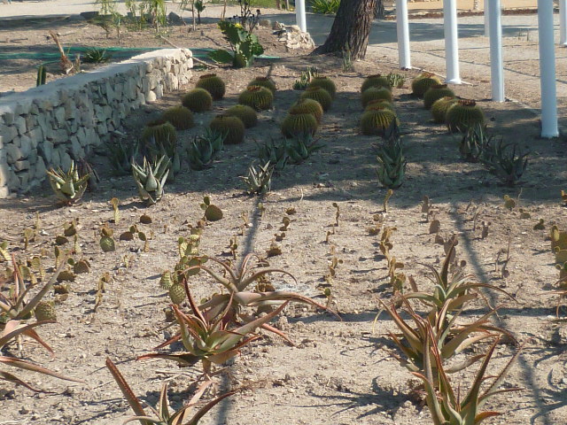 cactus en rang d'oignons  P1100718