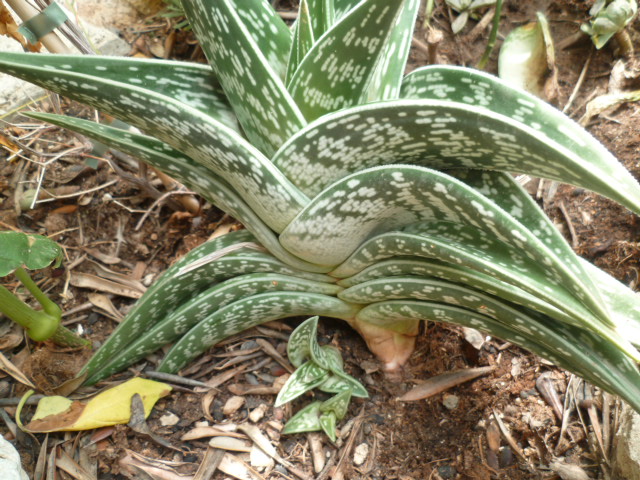 Aloe variegata - Page 3 P1100743