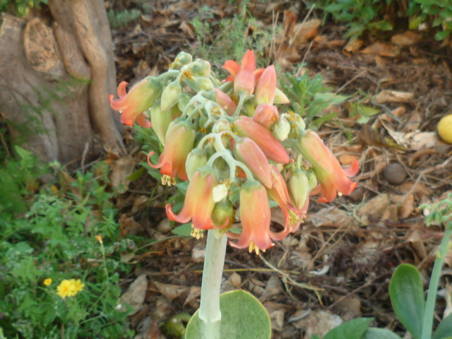 Cotyledon orbiculata P1100923