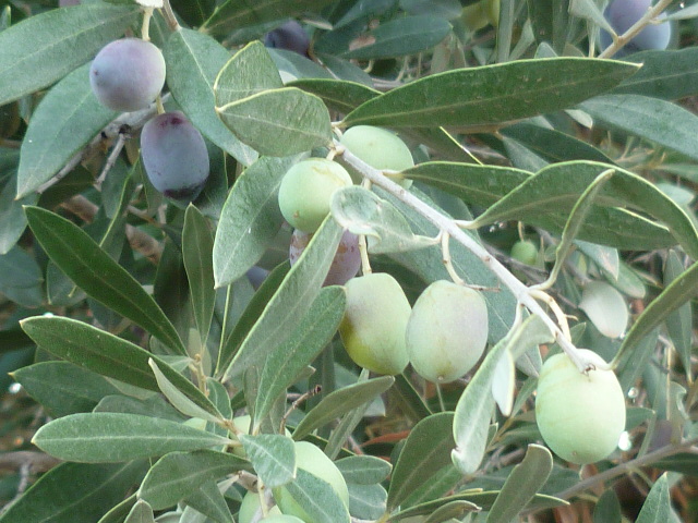 Olea europaea  - olivier - comment tailler ? P1110017