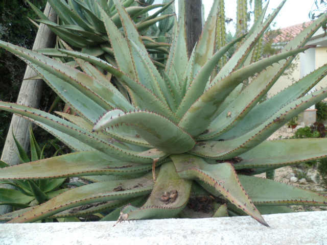 ferox - Aloe ferox P1110041