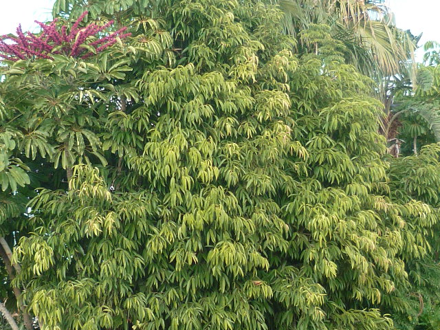 Ficus maclellandii P1110045
