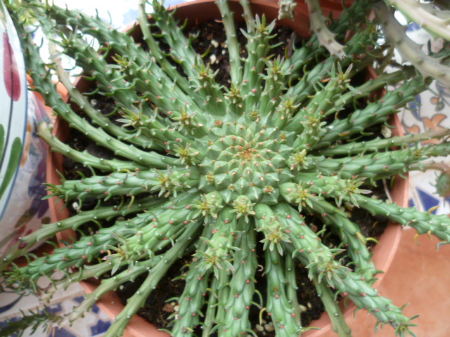 Euphorbia flanaganii, Huernia ?, Avonia papyracea [identifications non terminées] P1110313