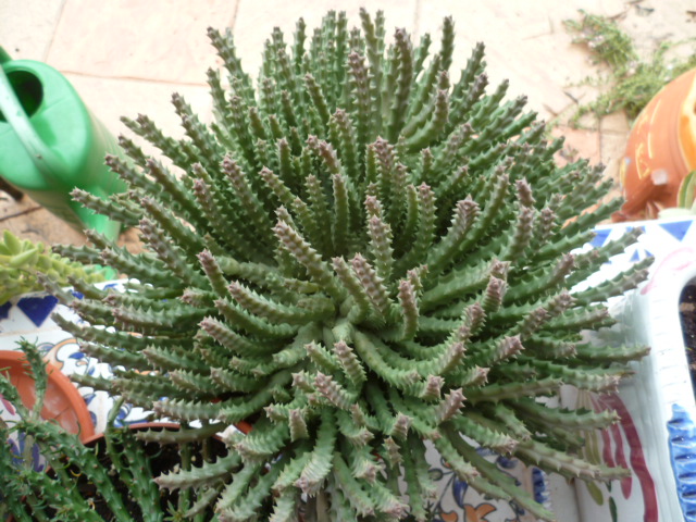 Euphorbia flanaganii, Huernia ?, Avonia papyracea [identifications non terminées] P1110314