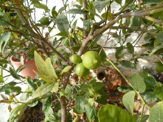 Citrus aurantifolia - lime, citron vert P1110354
