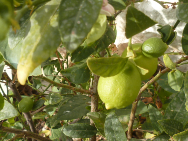 Citrus aurantifolia - lime, citron vert P1110355