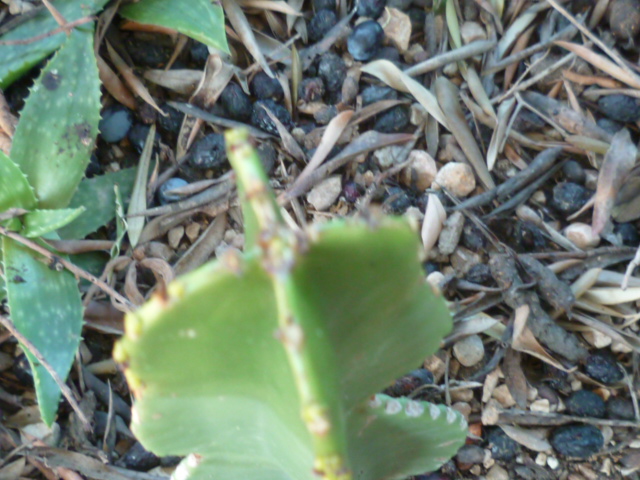 Euphorbia candelabrum P1110362