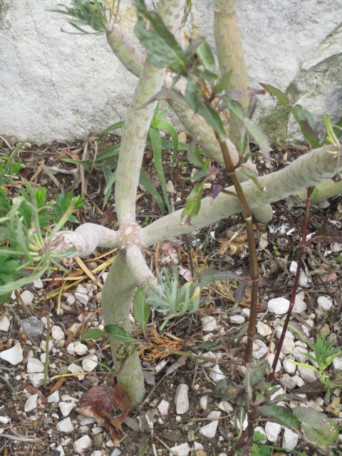 Kleinia neriifolia (= Senecio kleinia) - Page 4 Palmie19