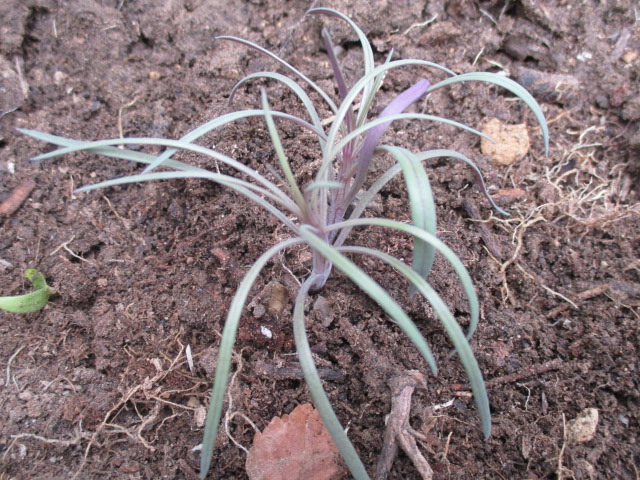 Kleinia neriifolia (= Senecio kleinia) - Page 4 Palmie20