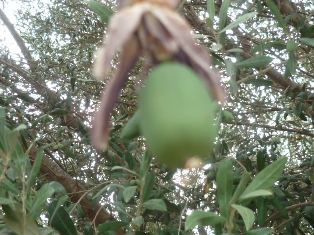Passiflora x violacea 'Victoria' Passif29