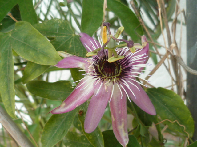 Passiflora x violacea 'Victoria' Passif30