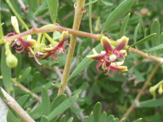 Periploca laevigata subsp. angustifolia Peripl10