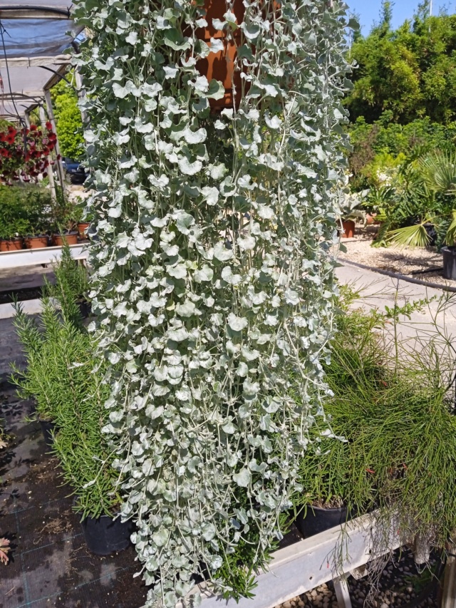 Identification plante = Dichondra argentea Plante34