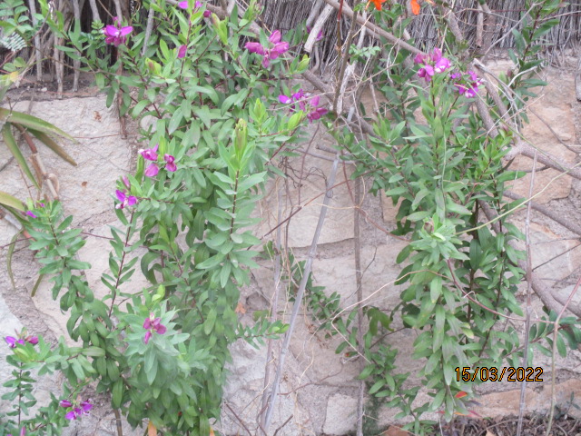 Polygala myrtifolia - Page 3 Polyga21