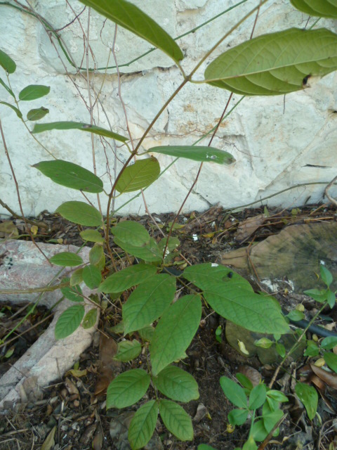 Combretum indicum (= Quisqualis indica) Quisqu10