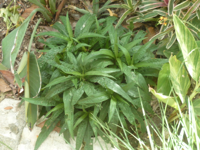 Idendification Ruellia Ruelli12