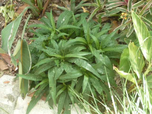 Idendification Ruellia Ruelli12