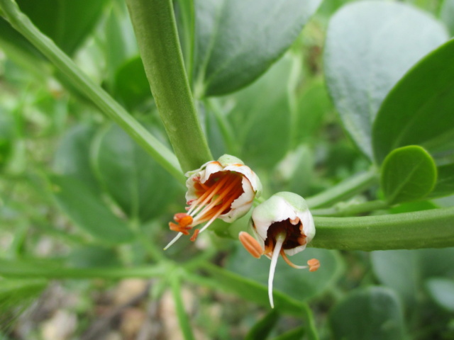 Identification plante = Zygophyllum fabago Sauvag10