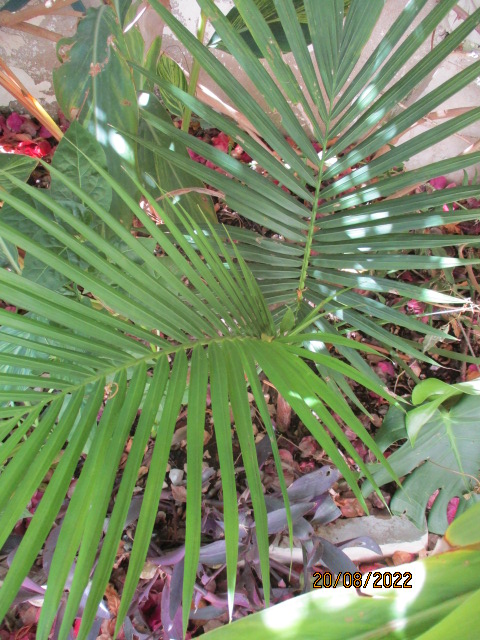 Mon incubateur a palmiers  Semis_15