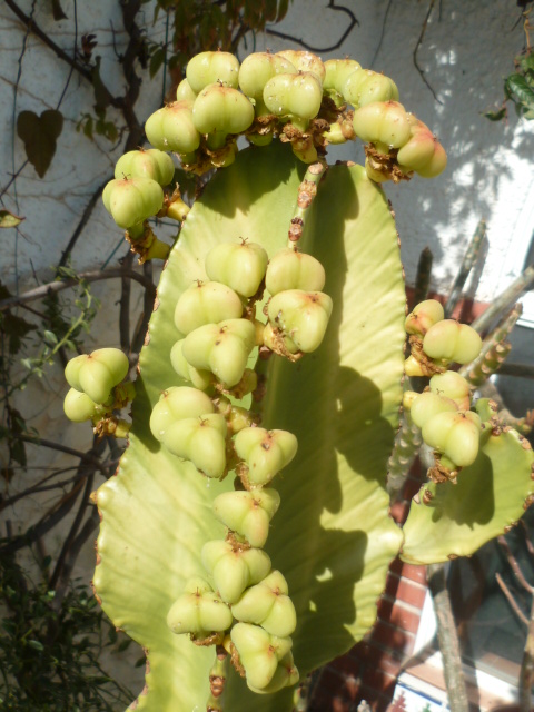 Euphorbia candelabrum Tempzo12