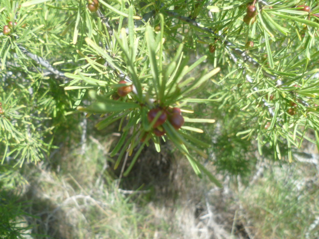 Asparagus albus [Identification] Thymus14