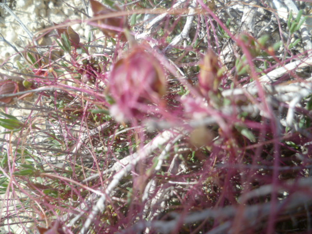 Cuscuta epitymum - cuscute du thym Thymus16