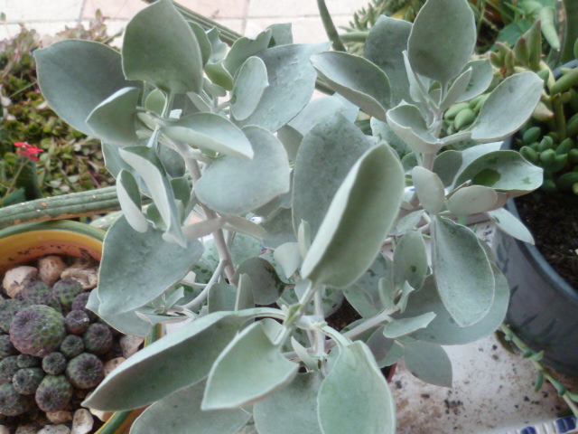 Kalanchoe bracteata Trande12